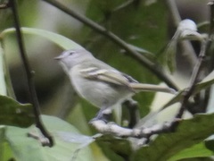 Mecocerculus stictopterus