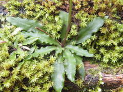 Stenoglottis