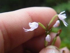 Stenoglottis