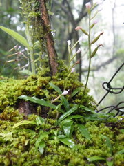 Stenoglottis