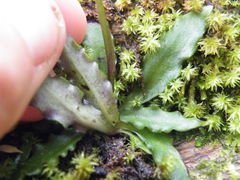 Stenoglottis