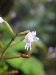 Stenoglottis