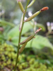 Stenoglottis