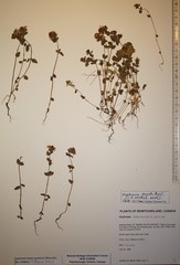 Euphrasia frigida
