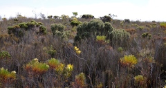 Grubbia tomentosa