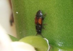 Anthonaeus agavensis