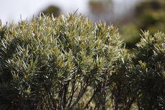 Grubbia tomentosa