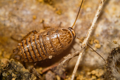 Phyllodromica subaptera