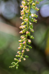 Escallonia pendula