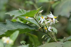Solanum stellatiglandulosum