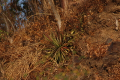 Agave colimana