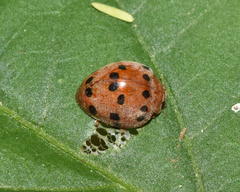 Solanophila paykullii