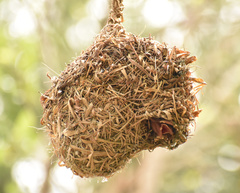 Ploceus cucullatus