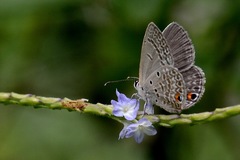 Euchrysops malathana