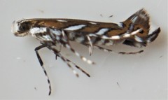 Parectopa pennsylvaniella