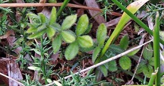 Cruciata pedemontana