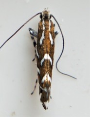 Parectopa pennsylvaniella