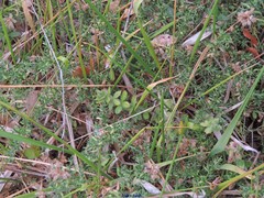 Cruciata pedemontana