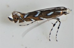 Parectopa pennsylvaniella