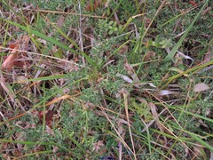 Cruciata pedemontana