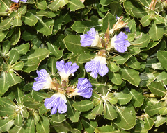 Blepharis natalensis