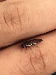 Agrilus ferrisi
