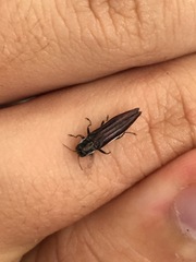 Agrilus ferrisi