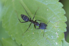 Camponotus lespesii