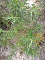 Grazielia serrata