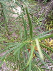 Grazielia serrata