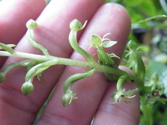 Habenaria malacophylla