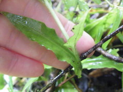 Habenaria malacophylla