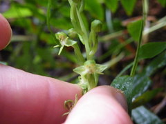 Habenaria malacophylla