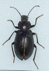 Euboeus superbus
