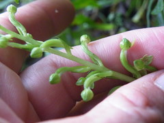 Habenaria malacophylla