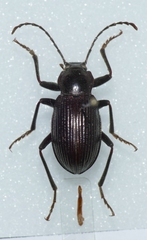 Euboeus superbus
