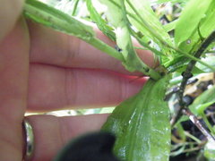 Habenaria malacophylla