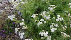 Achillea abrotanoides