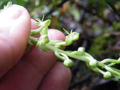 Habenaria malacophylla