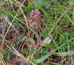 Prunella grandiflora
