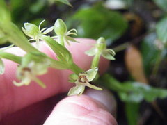 Habenaria malacophylla