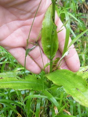 Habenaria malacophylla