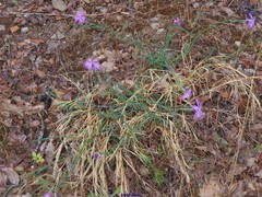 Dianthus hyssopifolius