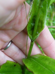 Habenaria malacophylla