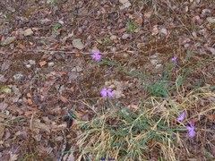 Dianthus hyssopifolius