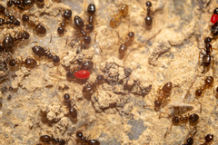Forania mentonensis