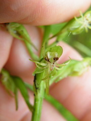 Habenaria malacophylla