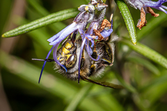 Anthophora dispar