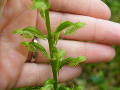Habenaria malacophylla