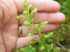 Habenaria malacophylla